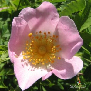 Vitaminrose 'PiRo 3'